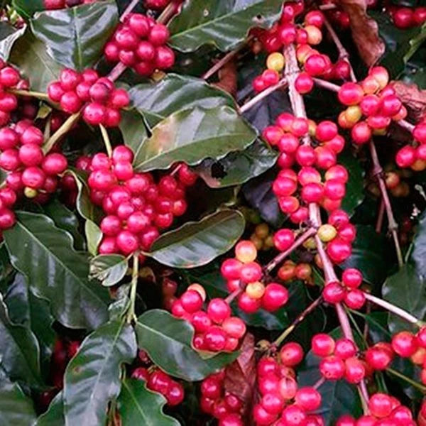 Mundo Novo Coffee Seeds (120+ Bulk Seeds, Coffea arabica var. Mundo Novo) – Premium Brazilian High-Yield Gourmet Coffee Bean Plant Seeds for Planting