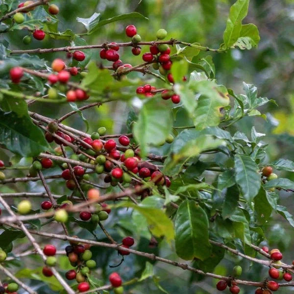 Abyssinia Coffee Seeds 120+ pcs (Coffea arabica var. Abyssinica) – Premium Certified Ethiopian Coffee Bean Plant Seeds for Planting