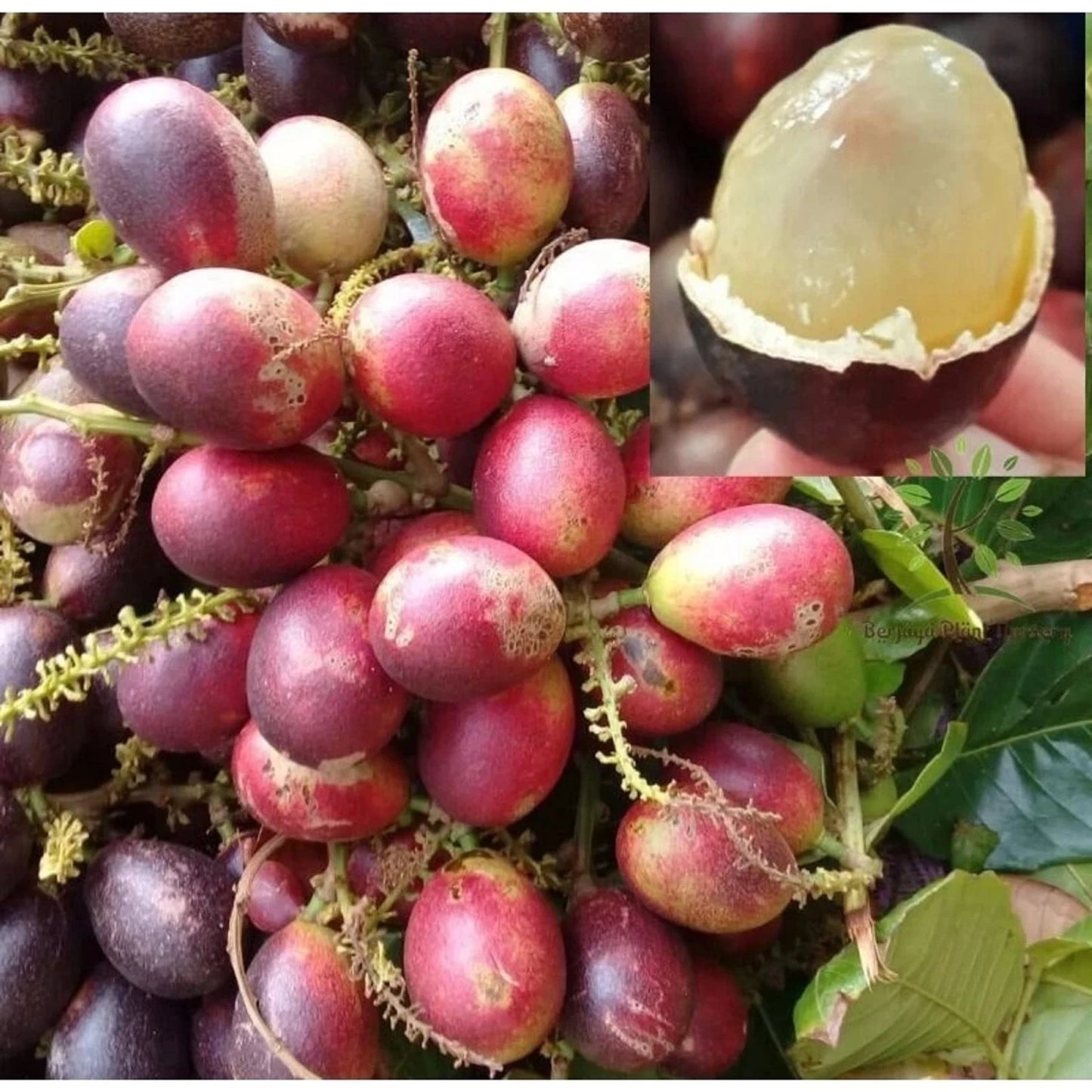 Matoa (Pometia pinnata) - Premium Grafted Rare Tropical Fruit Tree