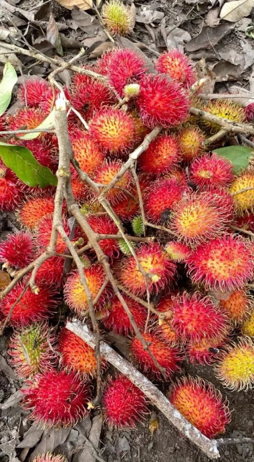 Grafted 'Garuda' Rambutan Fruit Tree – Sweet Exotic Tropical Specimen