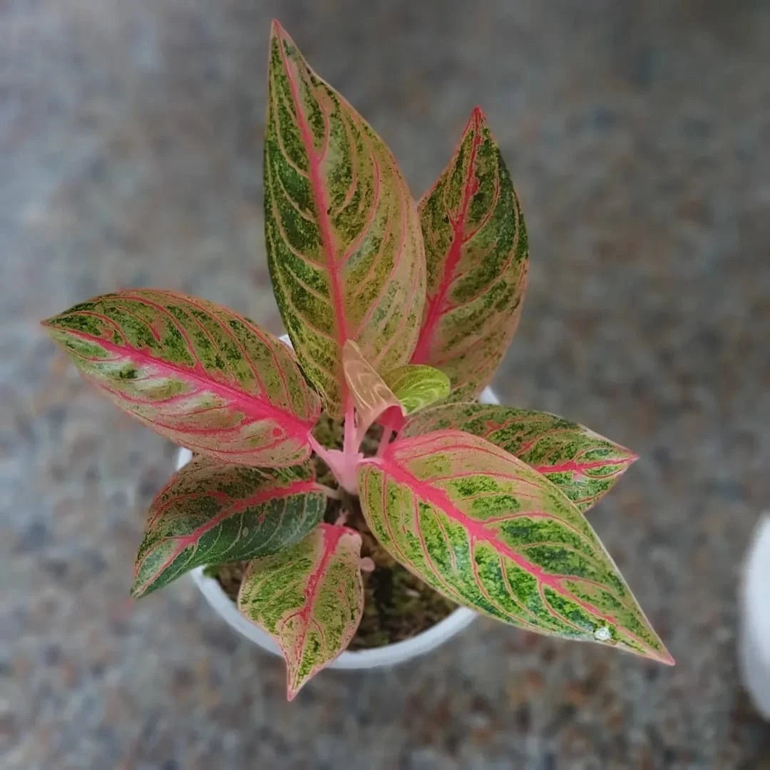 Aglaonema 'Petita' - Charming & Compact Tropical Houseplant