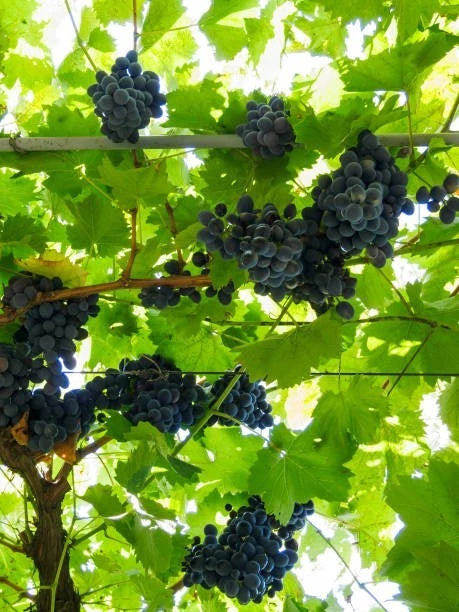 Shiraz Syrah Grape Seeds 100+ (Vitis vinifera) – Fresh Heirloom Red Wine Grape & Exotic Vineyard Fruit Plant Seeds for Cultivation