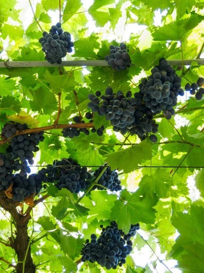 Shiraz Syrah Grape Seeds 100+ (Vitis vinifera) – Fresh Heirloom Red Wine Grape & Exotic Vineyard Fruit Plant Seeds for Cultivation