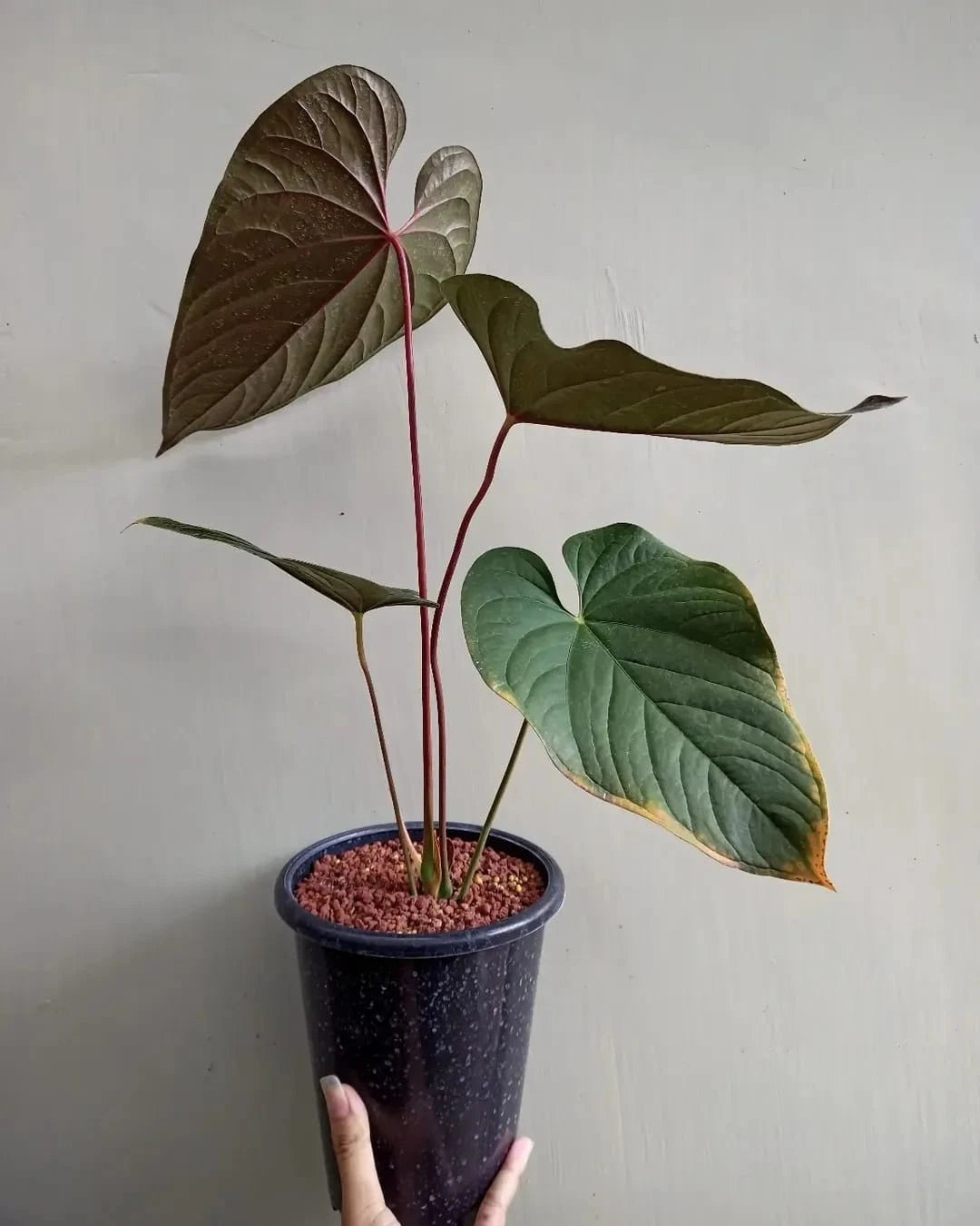 Anthurium modeanum – Rare Exotic Tropical Aroid