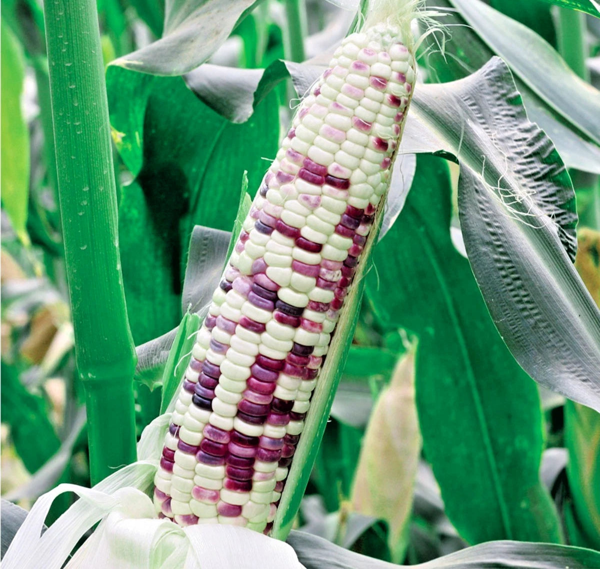 Premium White Purple Batik Waxy Corn Seeds (Zea mays ceratina) – Heirloom Sticky Variegated Corn Seeds for Planting (2,000+ Pcs)