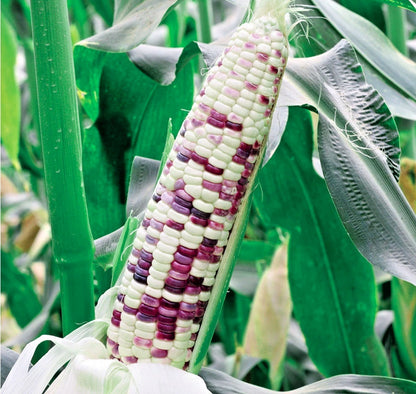 Premium White Purple Batik Waxy Corn Seeds (Zea mays ceratina) – Heirloom Sticky Variegated Corn Seeds for Planting (2,000+ Pcs)