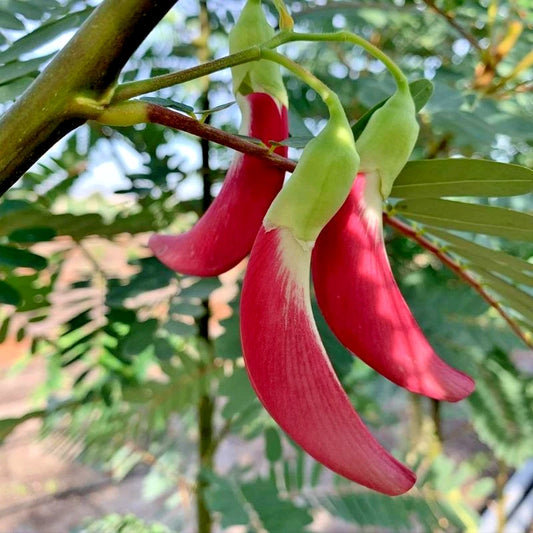100++ Hummingbird Katurai Seeds (Sesbania grandiflora var. Red Flower / Vegetable Hummingbird / Agati Tree) – Premium Botanical Specimen Plant Seeds for Planting