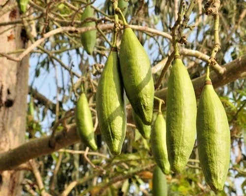 Kapok Cotton Tree Seeds (100+ Seeds, Ceiba pentandra) – Bulk Silk Cotton Tree / Tropical Floss Tree Seeds for Planting