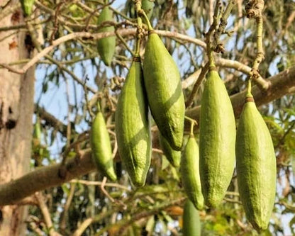 Kapok Cotton Tree Seeds (100+ Seeds, Ceiba pentandra) – Bulk Silk Cotton Tree / Tropical Floss Tree Seeds for Planting