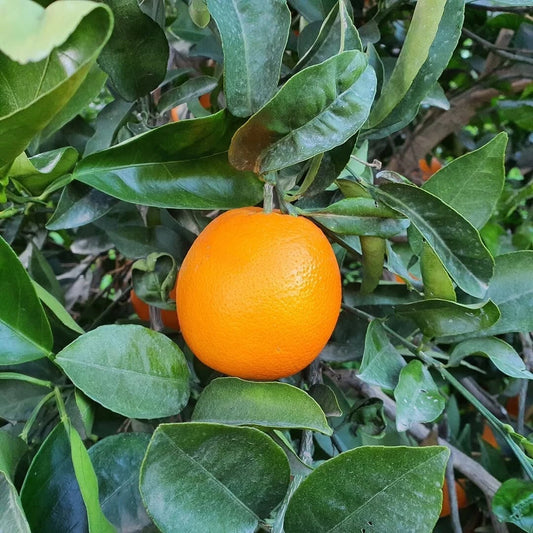 100+ Navel Orange Seeds (Citrus sinensis / Sweet Seedless Orange / Premium Citrus Tree) – Premium Exotic Fruit Tree & Orchard Seeds for Planting