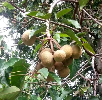 Candlenut (Aleurites moluccanus) – 50+ Premium Seeds (Kukui Nut)