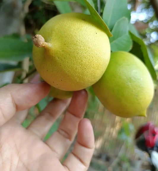 100+ Meyer Lemon Seeds (Citrus x meyeri) – Premium Sweet & Fragrant Backyard Citrus Fruit Tree Seeds for Planting