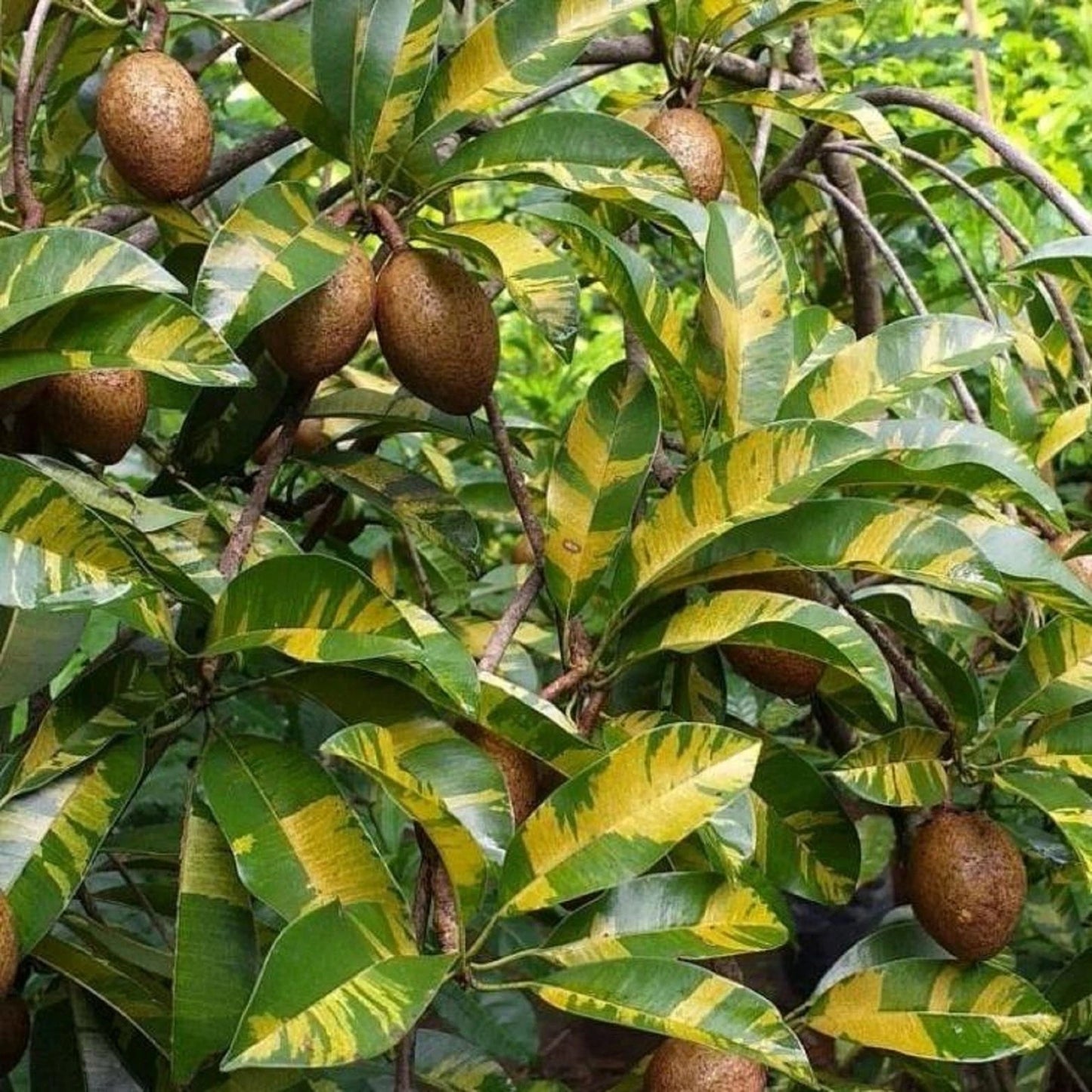 Rare Variegated Sapodilla (Manilkara zapota) - Premium Grafted Exotic Fruit Tree