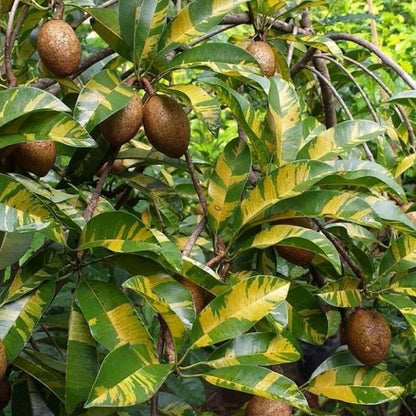 Rare Variegated Sapodilla (Manilkara zapota) - Premium Grafted Exotic Fruit Tree