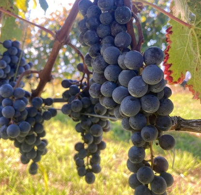 Muscat Bailey A Grape Seeds 100+ pcs (Vitis vinifera x Vitis labrusca 'Muscat Bailey A') – Premium Certified Table and Wine Grape Vine Plant Seeds for Planting