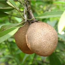 Sapodilla Seeds Morena Variety | Manilkara Zapota | Sweet Chico Zapote Fruit | 35 Seeds