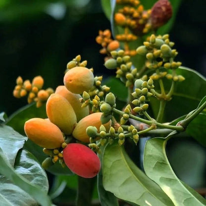 Grafted Mlinjo (Gnetum gnemon) Seedling – Fast-Fruiting Tropical Tree