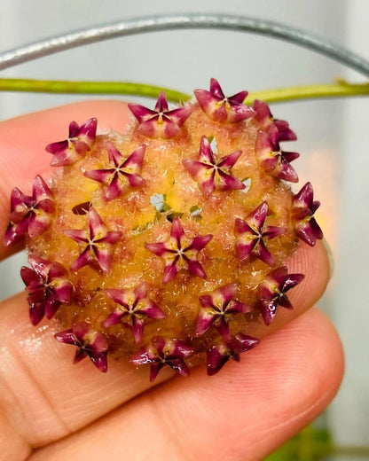 Hoya Mindorensis Seeds (Rare Philippine Tropical Wax Plant Seeds) – Premium Exotic Botanical Specimen Plant Seeds for Planting