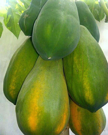 Red Arjuna Papaya Seeds (Carica papaya 'Red Arjuna') – 150+ Premium Fresh Sweet F1 Hybrid Red Arjuna Papaya Seeds
