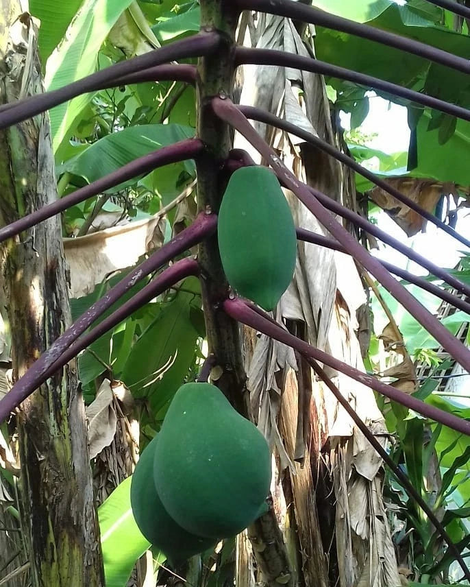 Purple Branching Papaya (Carica papaya L.) – 500+ Premium Fresh Seeds