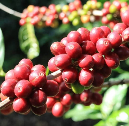 Bourbon French Mission Coffee Seeds (Coffea arabica) – 120+ Premium Coffee Beans