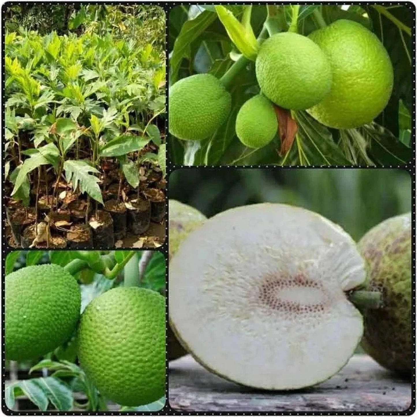 Grafted Breadfruit Tree - Fast-Growing & Early-Bearing Tropical Fruit Plant