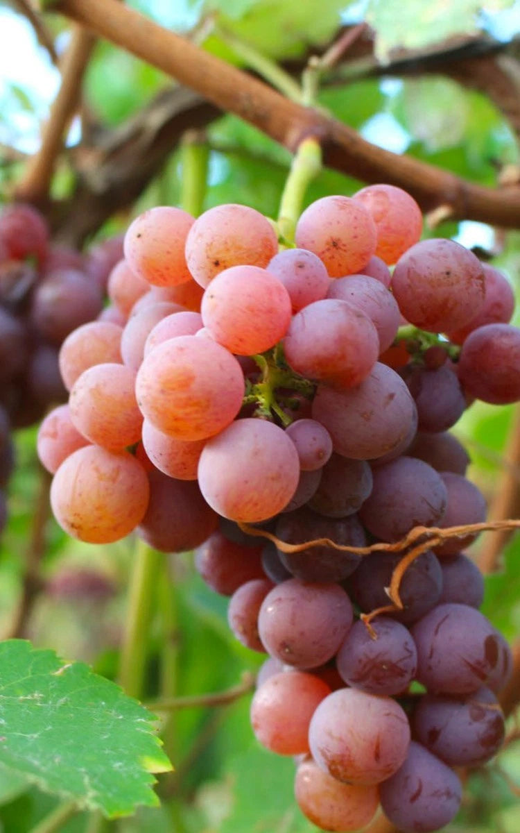 Gewurztraminer Grape Seeds (Vitis vinifera 'Gewurztraminer') – Premium Certified Aromatic White Wine Grape Fruit Vine Seeds for Planting