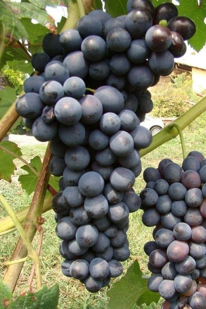 Muscat Bailey A Grape Seeds (Vitis vinifera) – 100 Premium Wine & Table Grape Seeds