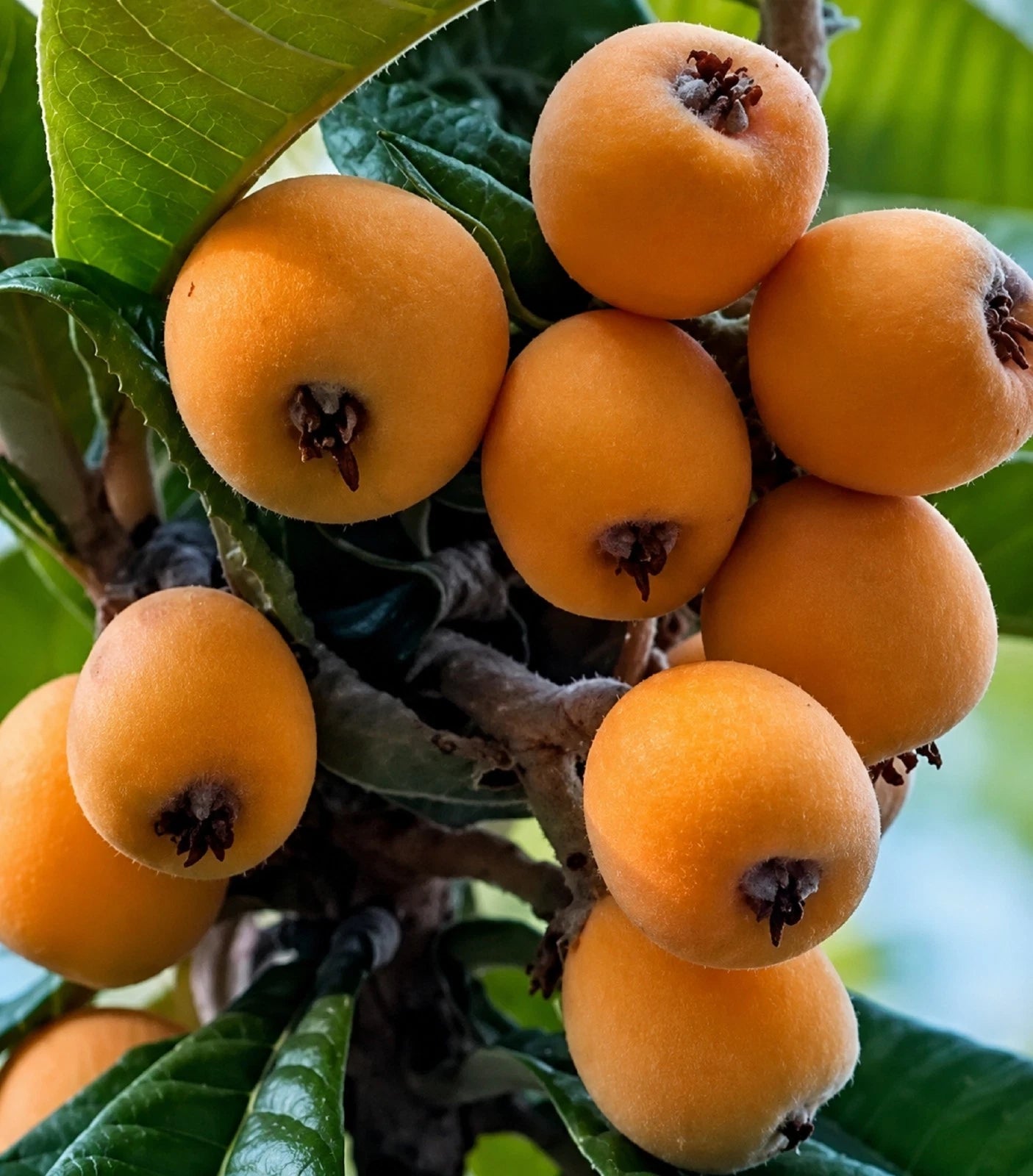 Grafted Yellow Lychee Tree - Sweet & Rare Tropical Fruit