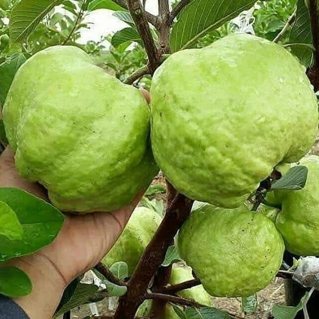 250+ Premium Guava Seeds (Psidium guajava var. Bangkok White Giant Guava) – Certified Heirloom Tropical Fruit Tree Seeds for Planting