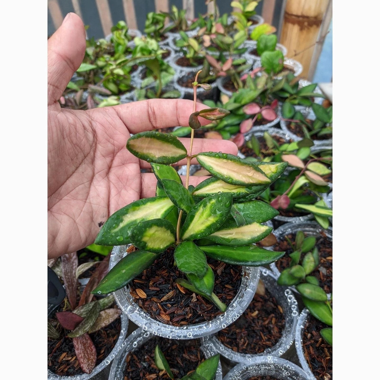 Premium Hoya aff. burtoniae Variegated Live Plant – Ultra-Rare High-Contrast Tricolor Indonesian Wax Plant