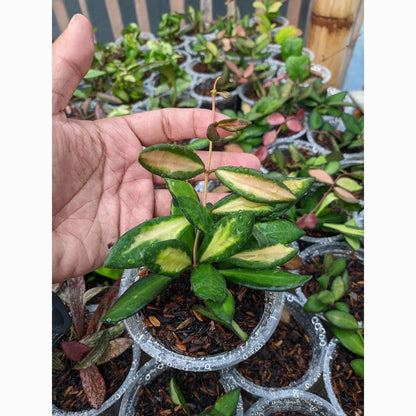 Premium Hoya aff. burtoniae Variegated Live Plant – Ultra-Rare High-Contrast Tricolor Indonesian Wax Plant