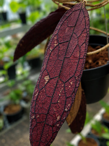 Rare Hoya Clemensiorum Red Live Plant - Exotic Tropical Wax Plant