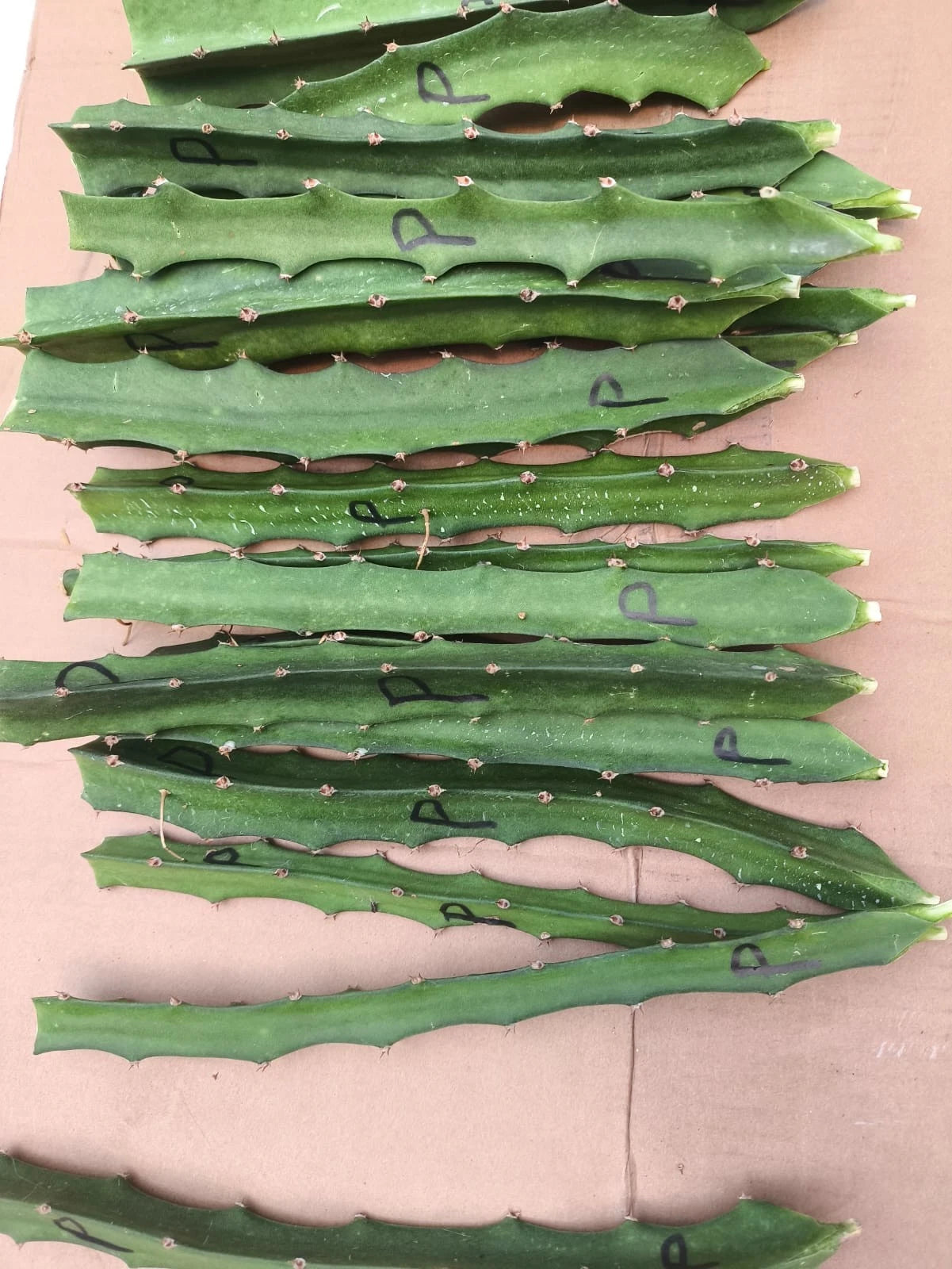 Fresh Palora Yellow Dragon Fruit Cuttings (Hylocereus megalanthus var. Palora) – Premium Sweet Yellow Pitaya Cuttings for Planting (63+ Pcs)