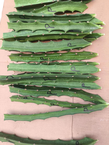 Fresh Palora Yellow Dragon Fruit Cuttings (Hylocereus megalanthus var. Palora) – Premium Sweet Yellow Pitaya Cuttings for Planting (63+ Pcs)