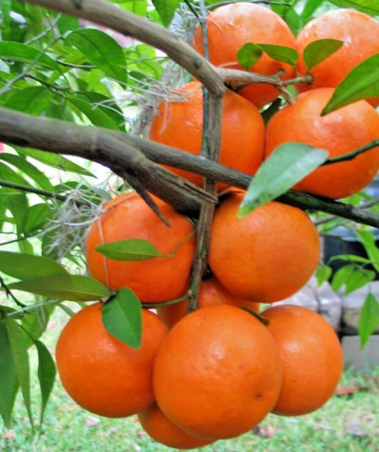 100++ Fairchild Tangerine Seeds (Citrus reticulata var. Fairchild) – Premium Quality