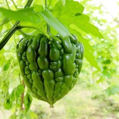 Green Apple Bitter Melon (Momordica charantia) – 15+ Premium Round Gourd Seeds