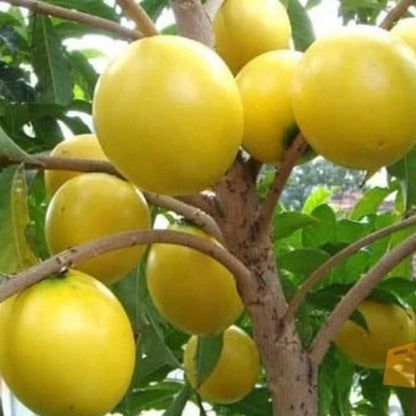 Grafted Abiu & Sapodilla Duo - Premium Tropical Fruit Trees