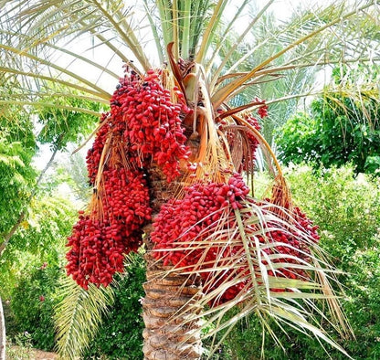 Dates Palm Seeds 35 pcs var. Red Barhi (Phoenix dactylifera) – Premium Certified Sweet Red Date Fruit Palm Plant Seeds for Planting