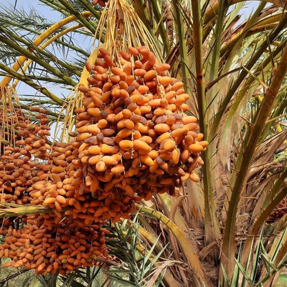Thoory Date Palm Seeds (Phoenix dactylifera) – 35+ Premium Thuri Bread Date Seeds