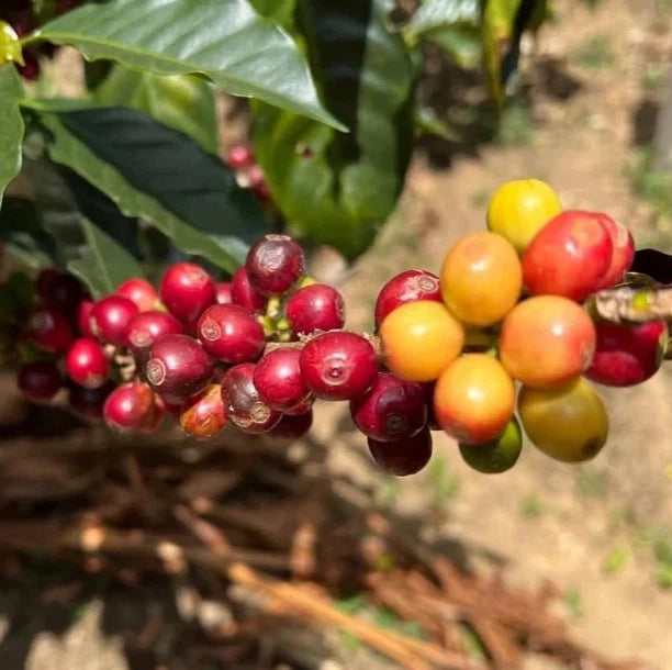 Costa Rica 95 (CR95) Coffee Seeds (Coffea arabica) – 120+ Premium Disease-Resistant Specialty Arabica Seeds for Planting