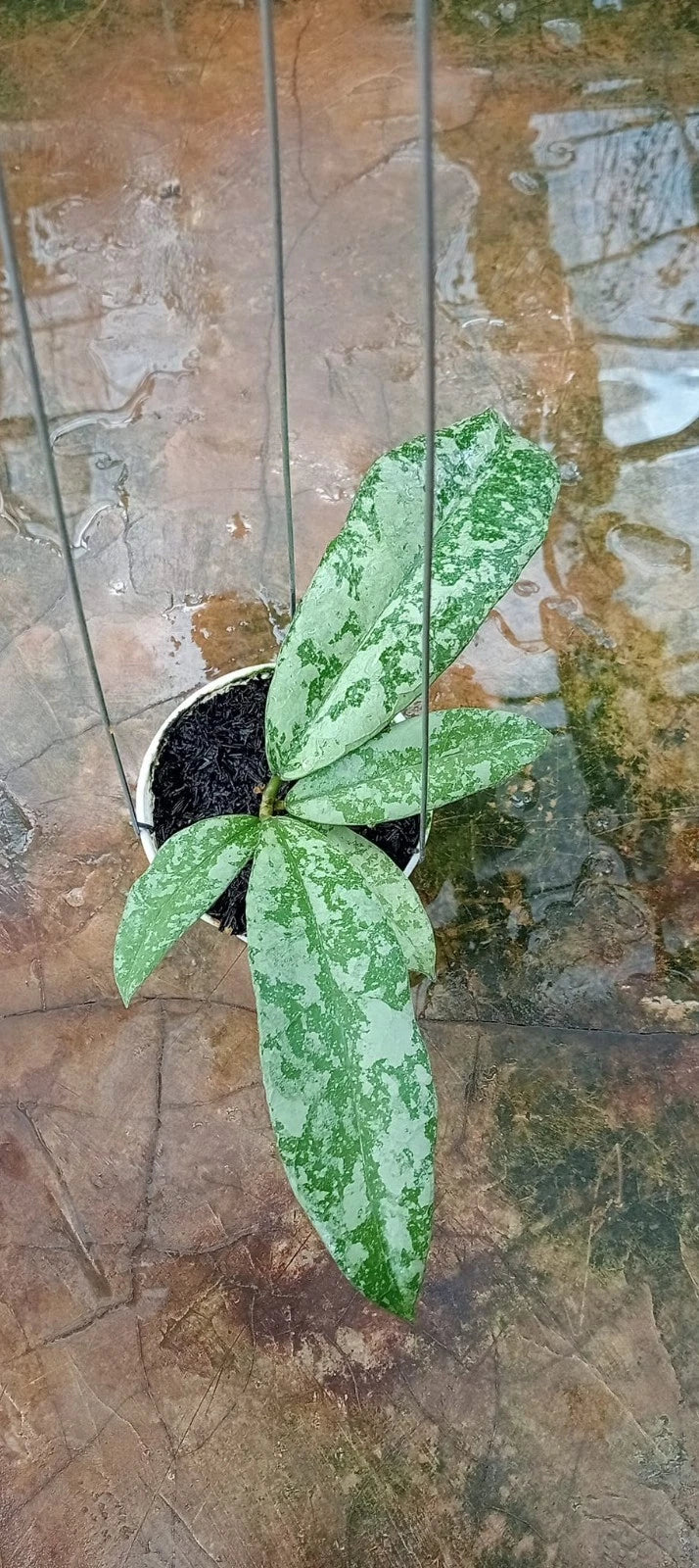 Rare Hoya SLM 04 Silver Leaves (Hoya sp. SLM 04) – Stunning Silver Foliage Tropical Wax Plant Cutting / Rooted Node
