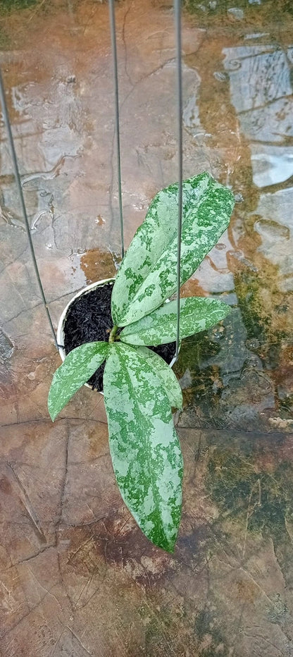 Rare Hoya SLM 04 Silver Leaves (Hoya sp. SLM 04) – Stunning Silver Foliage Tropical Wax Plant Cutting / Rooted Node