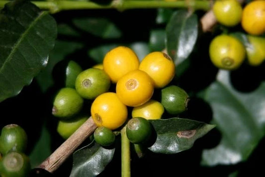 Yellow Caturra Coffee Seeds (Coffea arabica var. Caturra Amarelo / Dwarf Highland Selection) – Premium Gourmet Specialty Coffee Plant Seeds for Planting