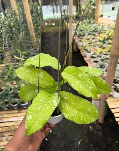 Hoya sp. Aceh Bur Perlak Rare Tropical Indoor Outdoor Wax Plant – Premium Certified Rare Hoya Cuttings/Seeds for Planting