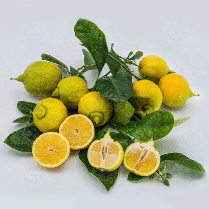 Premium Limonetta Sweet Lemon Seeds (Citrus limetta) – Sweet Mediterranean Citrus Fruit Tree Seeds for Planting (100+ Pcs)