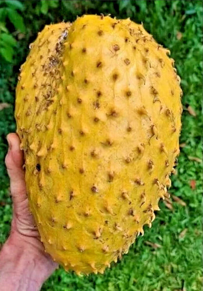 Golden Soursop Seeds (Annona muricata / 100+ Premium Rare Yellow-Skin Graviola Guanabana Fruit Seeds) – Premium Exotic Botanical Specimen Plant Seeds for Planting