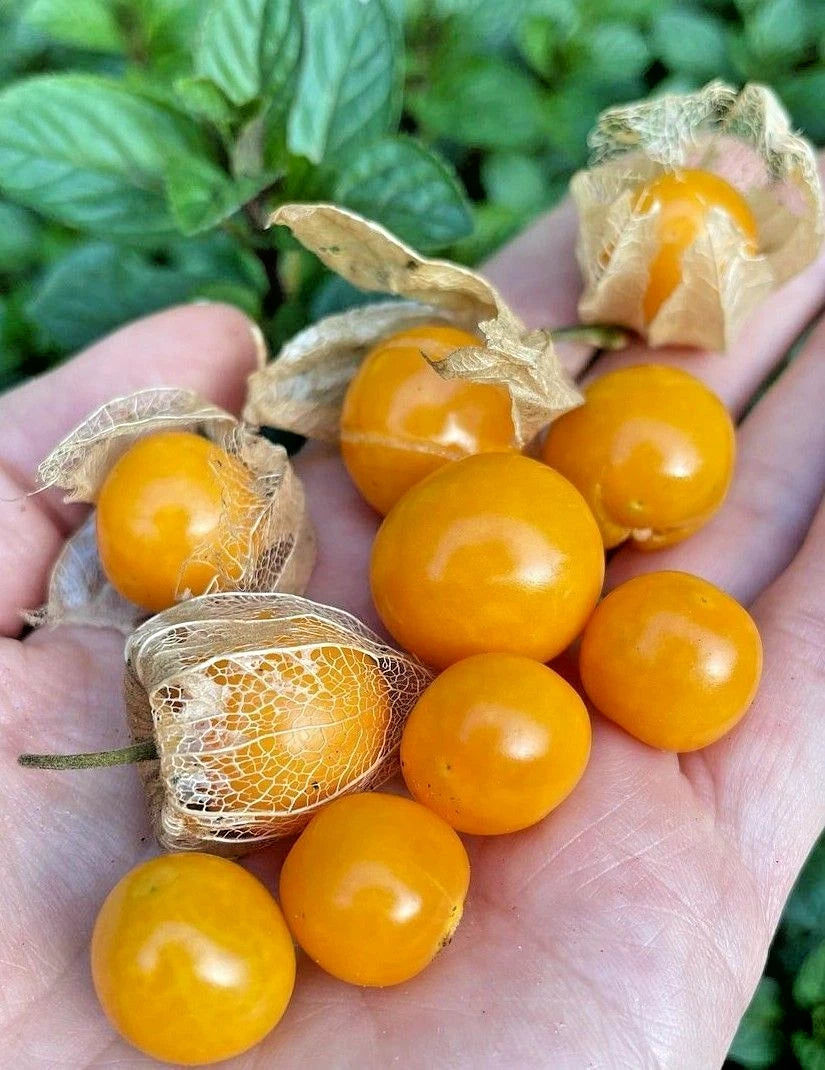 Bulk Yellow Groundcherry Ciplukan Seeds (Physalis angulata) – 250+ Premium Fresh Rare Exotic Sweet Golden Gooseberry Seeds for Planting