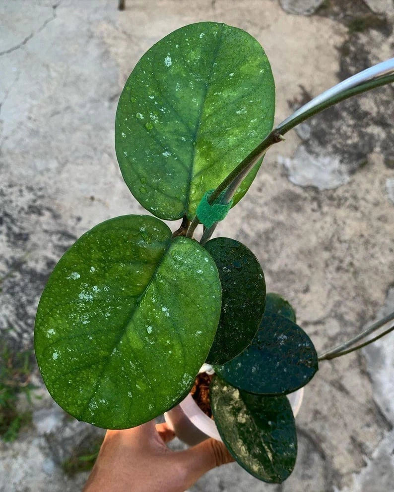 Hoya bonii 'Round Leaf' – Rare Tropical Wax Plant