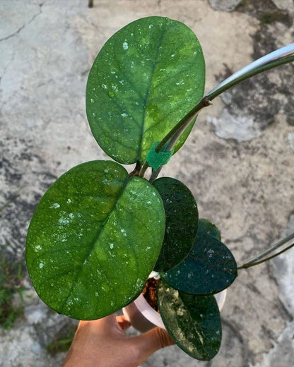 Hoya bonii 'Round Leaf' – Rare Tropical Wax Plant